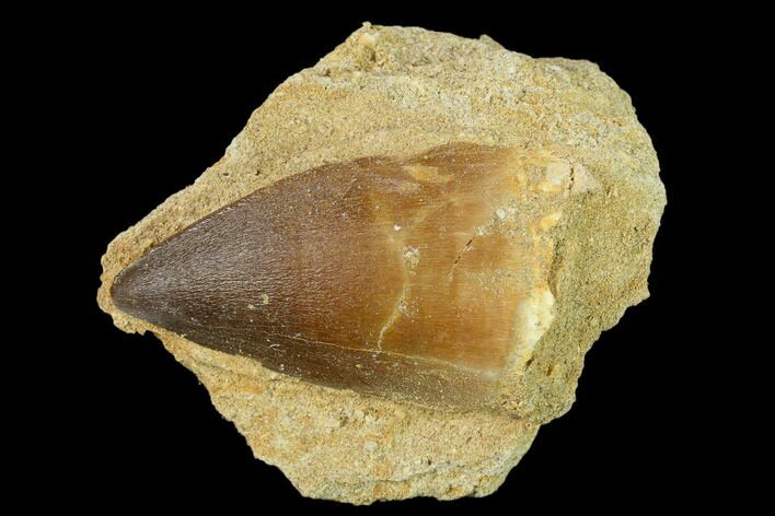 Mosasaur (Prognathodon) Tooth In Rock - Morocco #140715